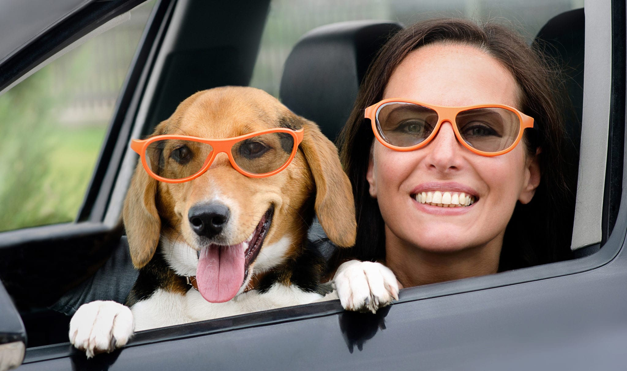 5waystokeepyourdogsafeinthecar Vetnaturals Blog