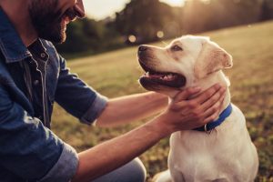 labrador retriever