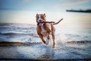 dog running with stick