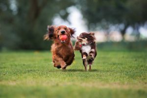 two dogs playing