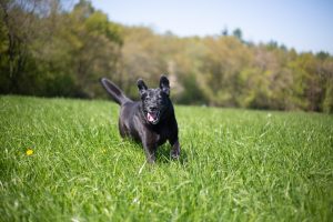 Dog running through grass.