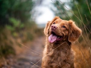 Red setter dog, pet health insurance