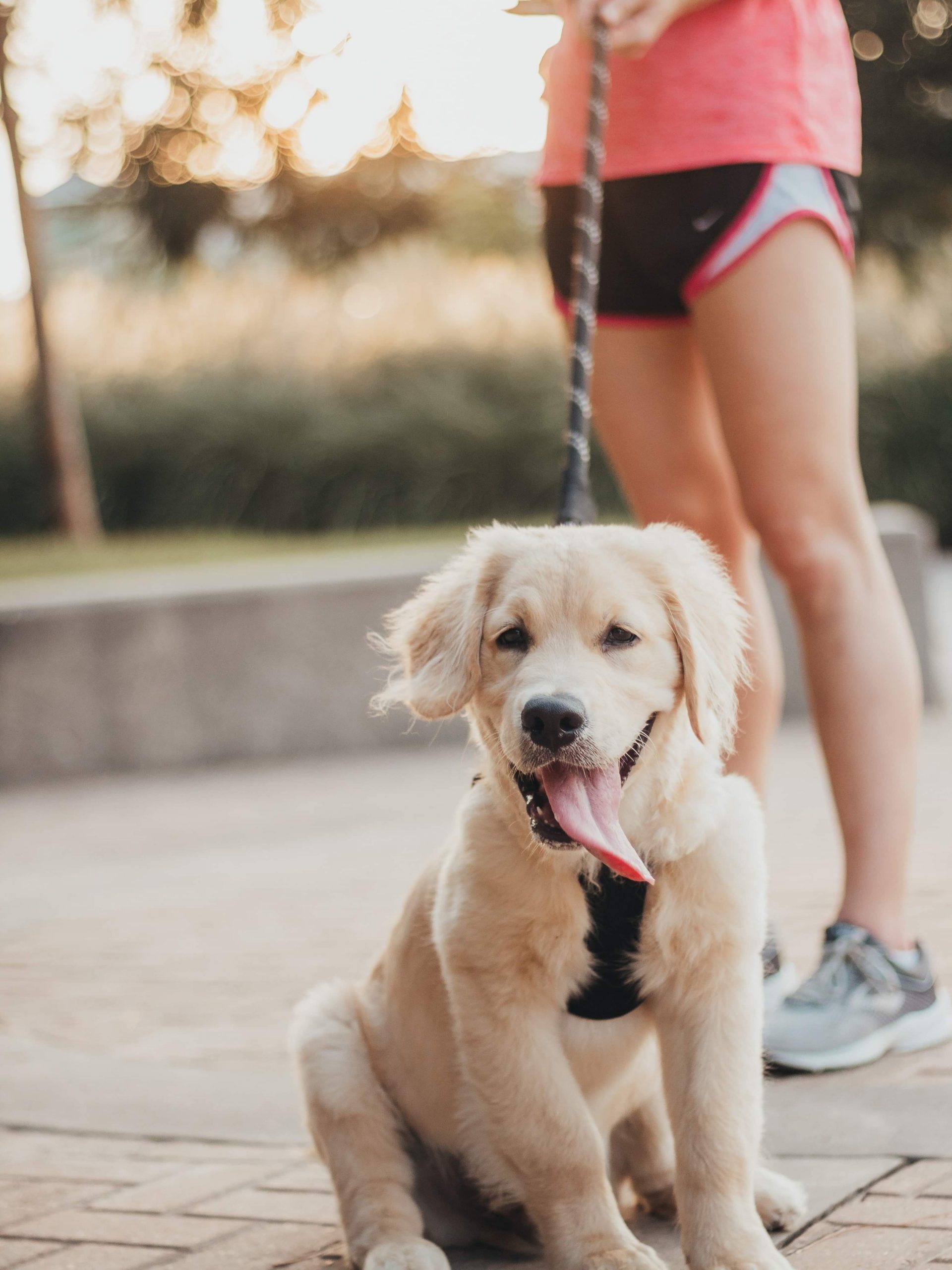 Everything You Need to Know About Exercise for Your Dog Vetnaturals Blog