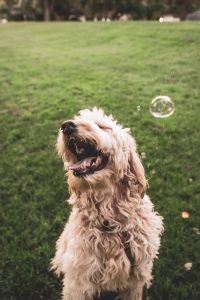 Healthy dogs are happy dogs.