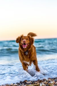 dog running at beach