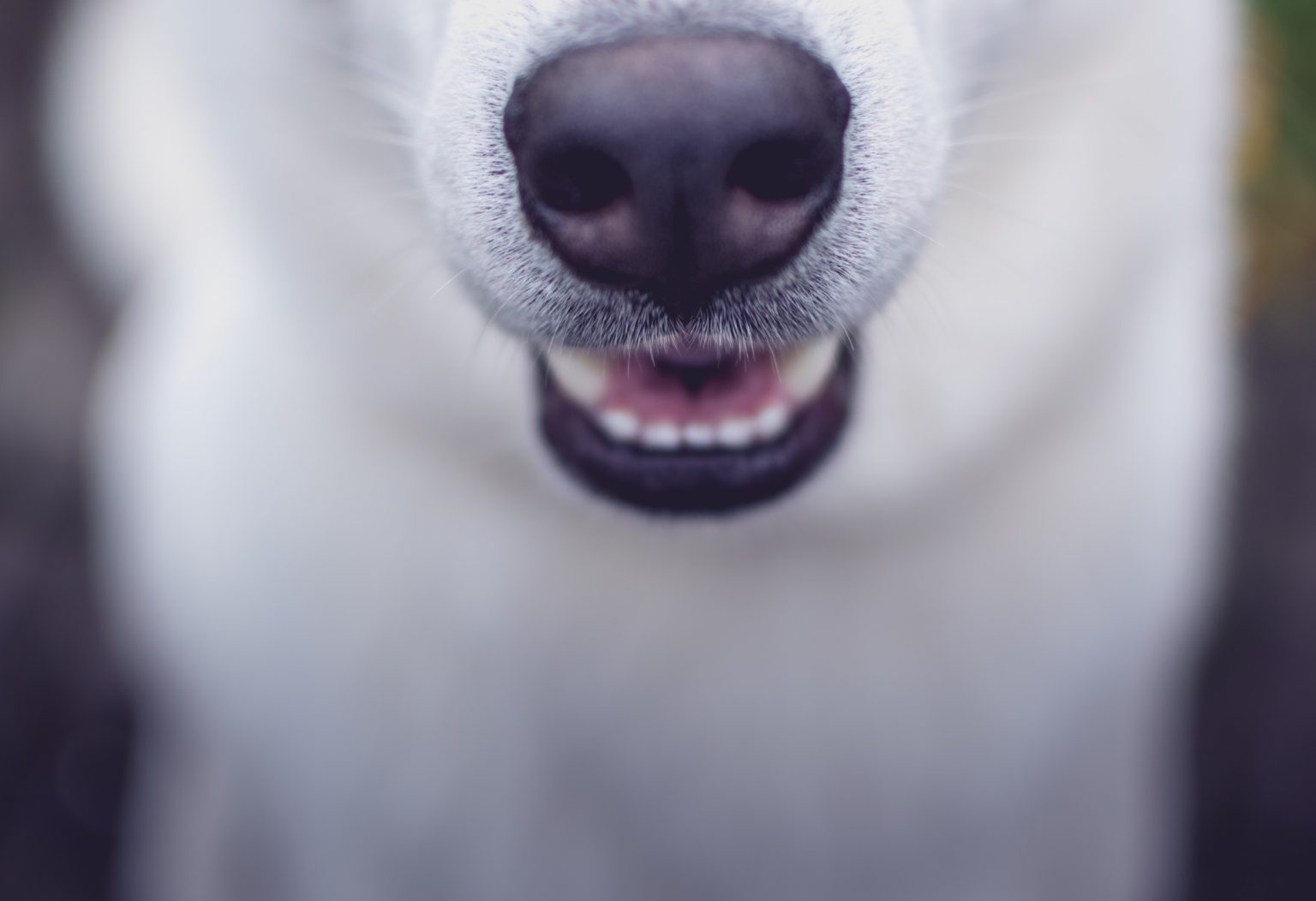 How to Keep Your Dog's Teeth Healthy and Why You Should - Vetnaturals Blog