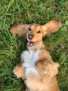 cute spaniel laying in the grass