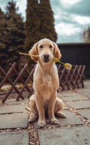 dog with flower