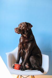 cute dog with cup for gut health story