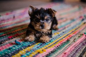 adorable yorkie pup