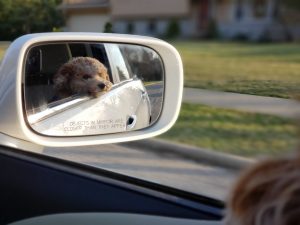 cute dog in car mirror