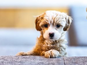 cute doodle mix puppy