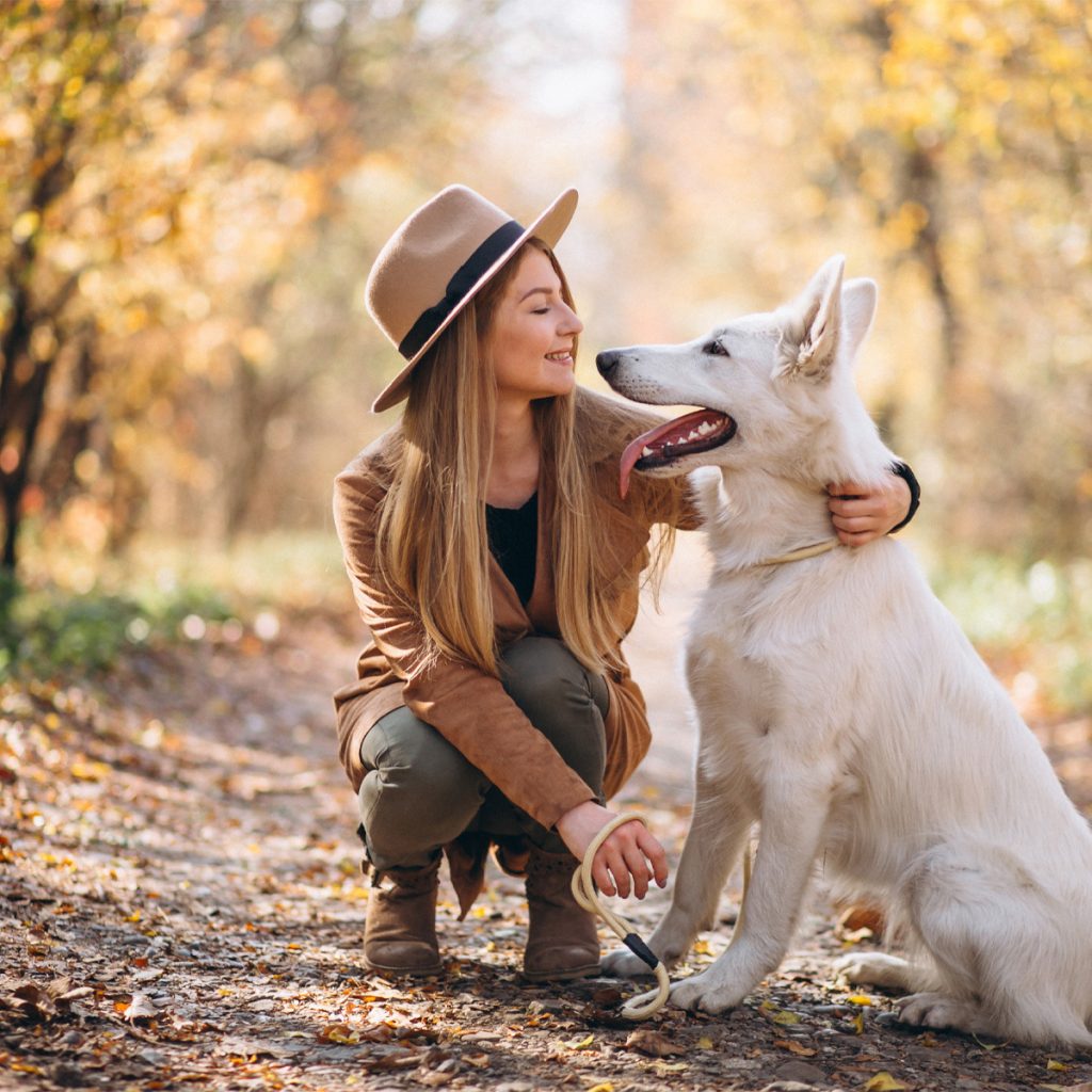 Buy Deluxe Brisk Autumn Dog Collar - Made In The U.S.A. Online