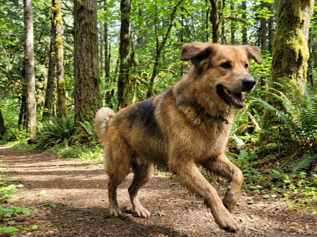 Dog running through the woods after taking the best natural supplement
