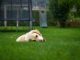 loud gut sounds in dogs, lab in grass